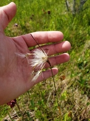 Eriophorum gracile