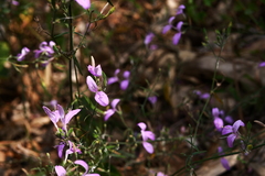 Hypoestes cumingiana