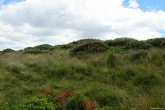 Juniperus communis saxatilis