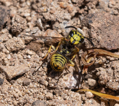 Vespula pensylvanica
