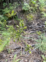 Lomatium multifidum