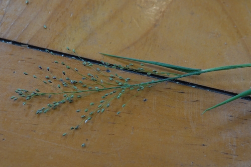 old-field panic grass (Dichanthelium huachucae)