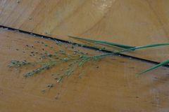 Dichanthelium huachucae