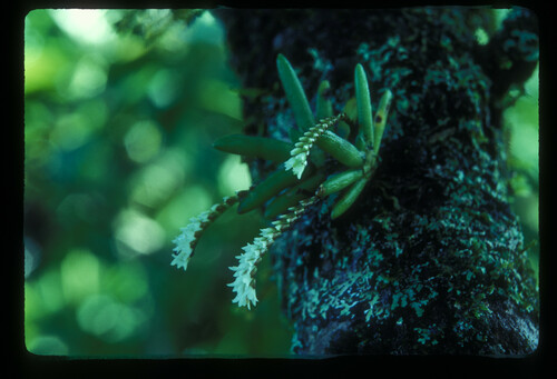 Bolusiella maudiae image