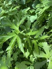 Filipendula rubra