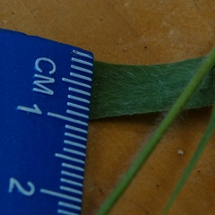 Dichanthelium huachucae