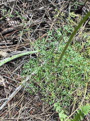 Lomatium multifidum