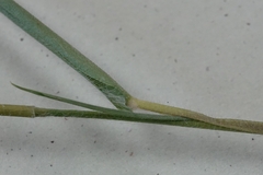 Dichanthelium huachucae