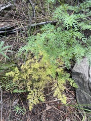 Lomatium multifidum