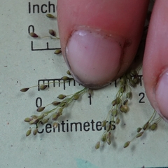 Dichanthelium huachucae