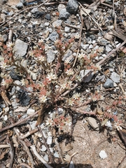Sedum hispanicum