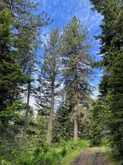 Pinus ponderosa