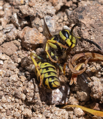 Vespula pensylvanica