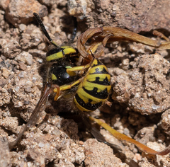 Vespula pensylvanica