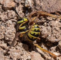 Vespula pensylvanica