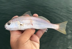 Genyonemus lineatus