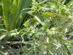 Cirsium arvense