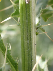 Cirsium arvense