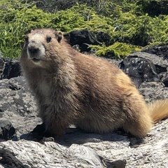 Marmota