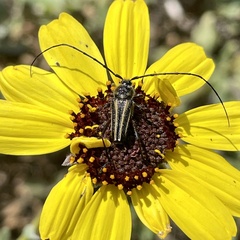 Perarthrus vittatus