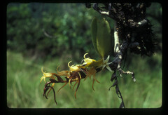 Cyrtorchis
