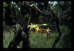 Cyrtorchis