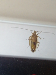 Ectobius vittiventris