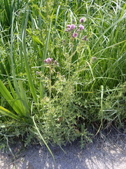 Cirsium arvense