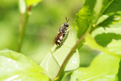 Stratiomys singularior