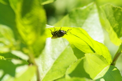 Stratiomys singularior