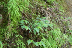Elatostema cyrtandrifolium