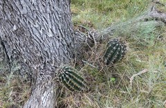 Echinopsis rhodotricha