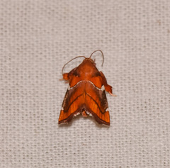 Hypocosmia pyrochroma