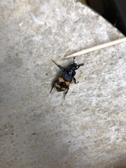 Nicrophorus interruptus