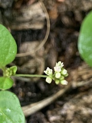 Boerhavia repens