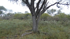 Echinopsis rhodotricha