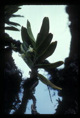 Cyrtorchis