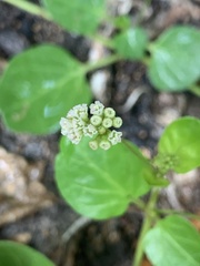 Boerhavia repens