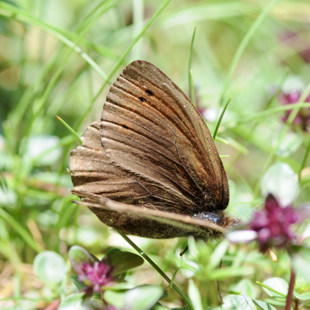 False Dewy Ringlet