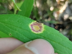 Puccinia dioicae