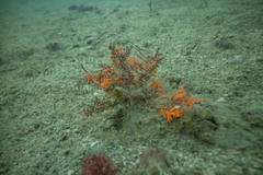 Chondria macrocarpa