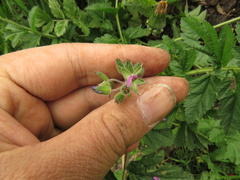 Erodium