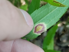 Puccinia dioicae