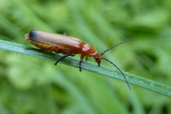 Rhagonycha fulva