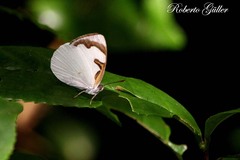 Dynamine myrrhina