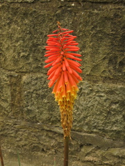 Kniphofia uvaria