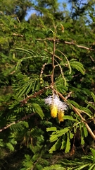 Dichrostachys cinerea