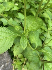 Stachytarpheta urticifolia