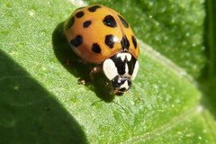 Harmonia axyridis