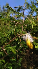 Dichrostachys cinerea